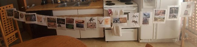 Sixteen laminated pictures of various prehistoric organisms hang from a string between two chairs with paperclips.