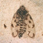insect fossil showing wing patterns insect fossil showing wing patterns