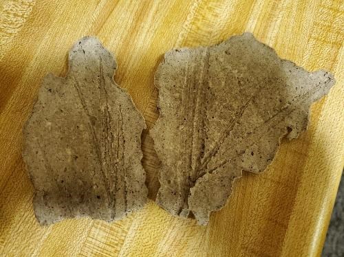 Dried "coffee fossils" showing impressions of long sprigs of grass.