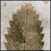Fagopsis longifolia