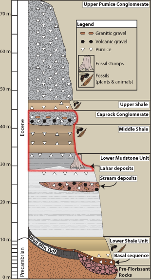 Stratigraphy of the florissant formation