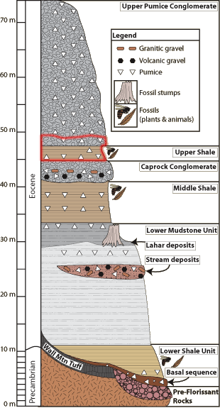 Stratigraphy of the florissant formation
