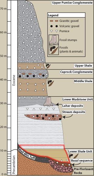 Stratigraphy of the Florissant Formation