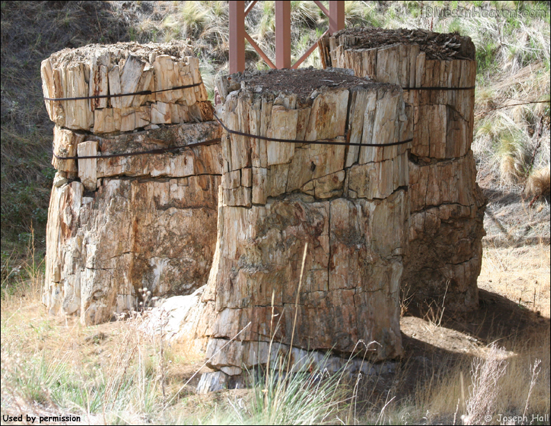 Petrified stump trio near visitor center.