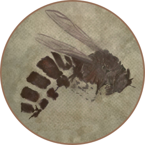A round image shows a light colored rock containing a dark brown compression of the ancient paleovespa wasp.