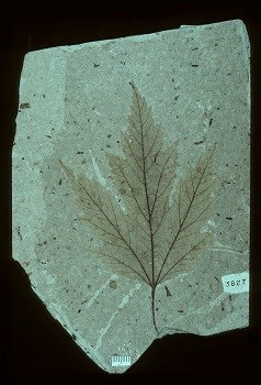 Fossil of acer florissanti