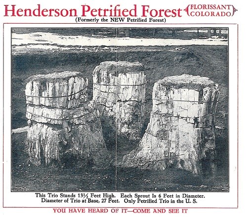 Henderson Petrified Forest sign