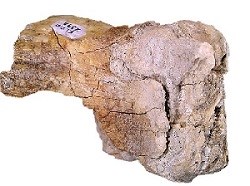 Mammoth tooth fossil