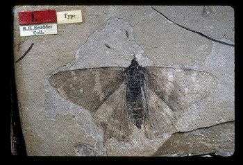 Butterfly fossil