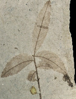 Rosa hilliae fossil