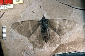 prodryas Persephone butterfly