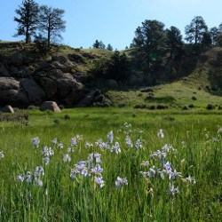 Wild Irises blooming on Geologic Trail