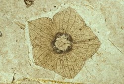 FossilFlower