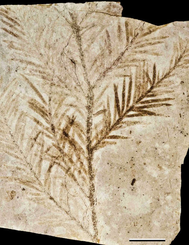 Fossil Plant
