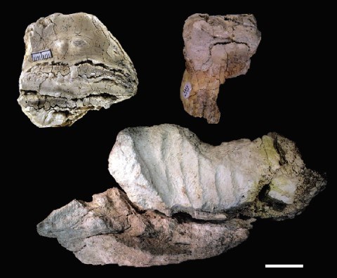 White fossil fragments of mammoth molar and jaw