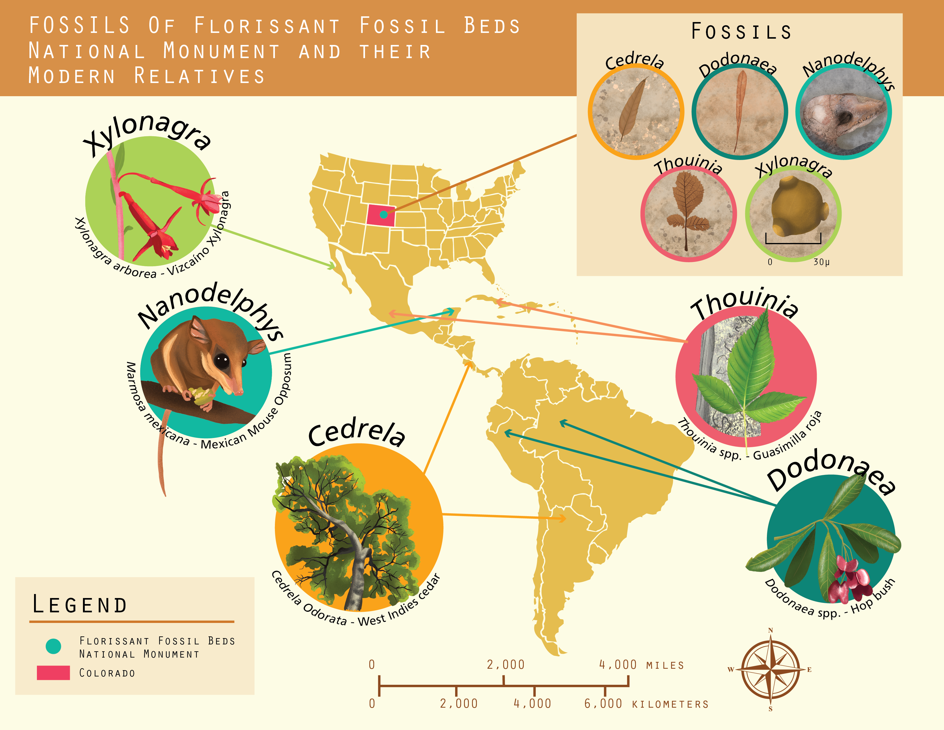 Map showing pictures of fossils found Florissant and a map of the US and then pictures of the modern plants and animal relatives with arrows pointing to their current location in Mexico, Central America, the Caribbean Islands, and South America.