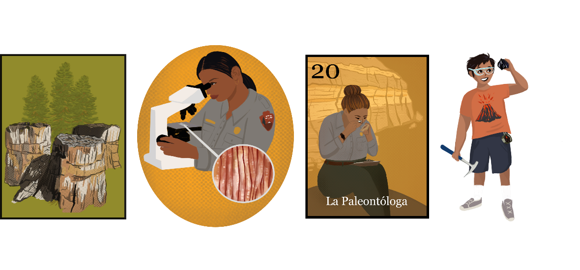 A banner of four images showing illustrations of the petrified Redwood trio, and three Hispanic people: a paleobotanist examining a cross-section under a microscope, a paleontologist splitting shale, and a young boy with geologic interests.