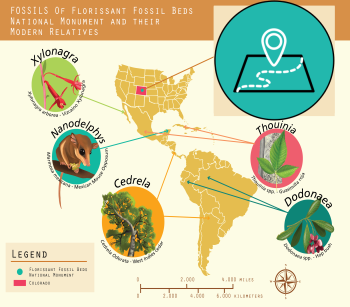 Map with pictures of Florissant fossils, Colorado and images of their modern relatives with arrows showing their locations in Mexico, Central and South America, the Caribbean. Round blue graphic of a map with placemarker is in the upper corner.