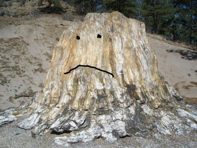 Photo of Big Stump, petrified redwood, with lines of a grumpy face editing in
