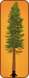 Black silhouette of a person has their arms outstretched for a hug towards the hundreds of feet tall Redwood tree.