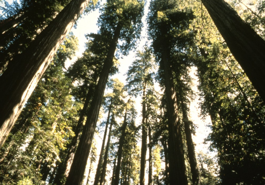 Photograph looking up at the coastal Redwoods.