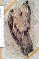 In a tan colored rock is a fossilized skeleton of a small bird with its feathers turned to carbon, so the fossils looks dark brown.