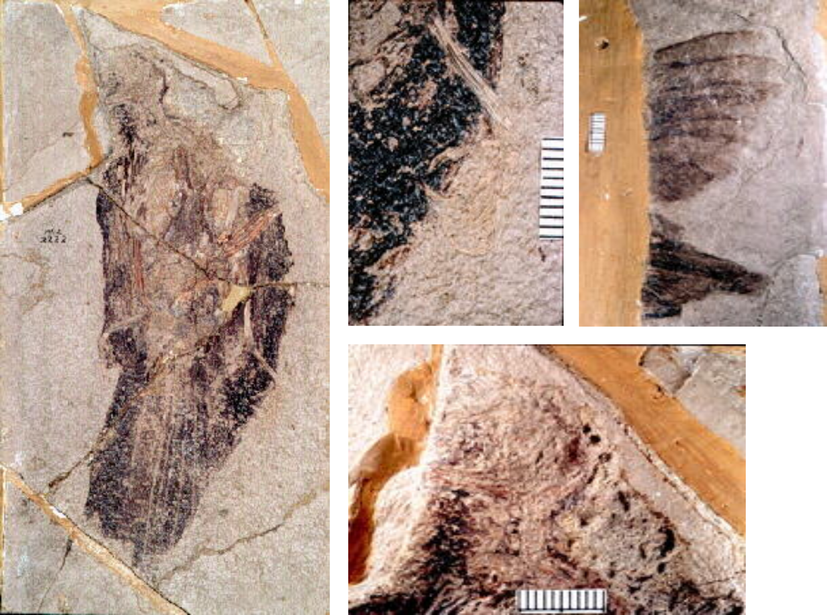 In a tan layered rock, a dark brown carbonized remain of a small bird is shown. There are other photographs that show a closer view of details in the bird fossil such as bone and feather details.