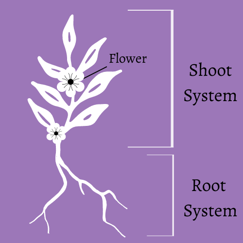 On a light purple background, a white silhouette of a plant shows flowers and roots reaching down in the ground. The root are labelled root system and the stem is labelled shoot system. A flower is also labelled.