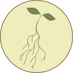A small sprouted green plant grows from a wide brown root system.