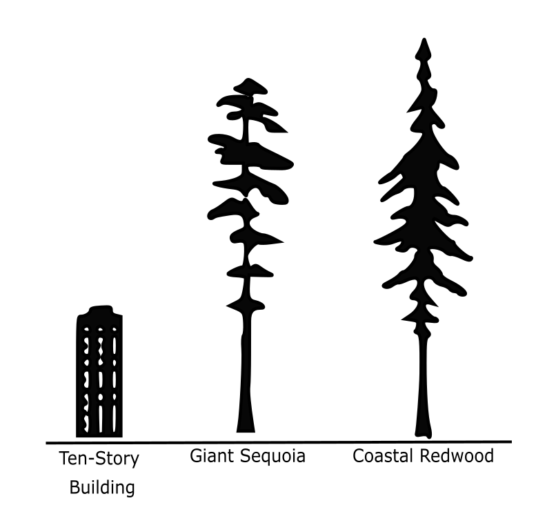 Diagram showing the height difference between a 10-story building, Giant Sequoia and coastal Redwood tree. The coastal Redwood is double the height of the building and slightly taller than the Sequoia.