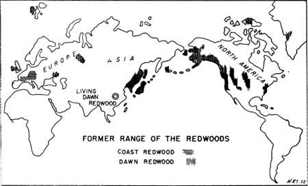 A black and white map image showing the Northern Hemisphere with vertical and horizontal lines indicating coastal and dawn Redwoods.