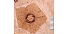 FLFO_Florissantia