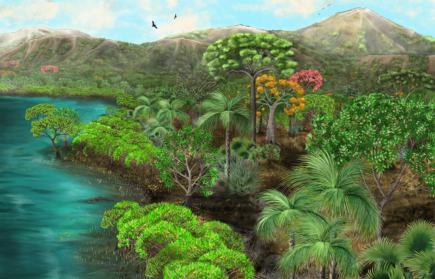 Artist reconstruction of a dry tropical forest with green trees of different heights growing along the edge of the water of the inlet of an ocean. In the distance is a volcanic peak with blue skies behind.