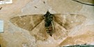 Prodryas
