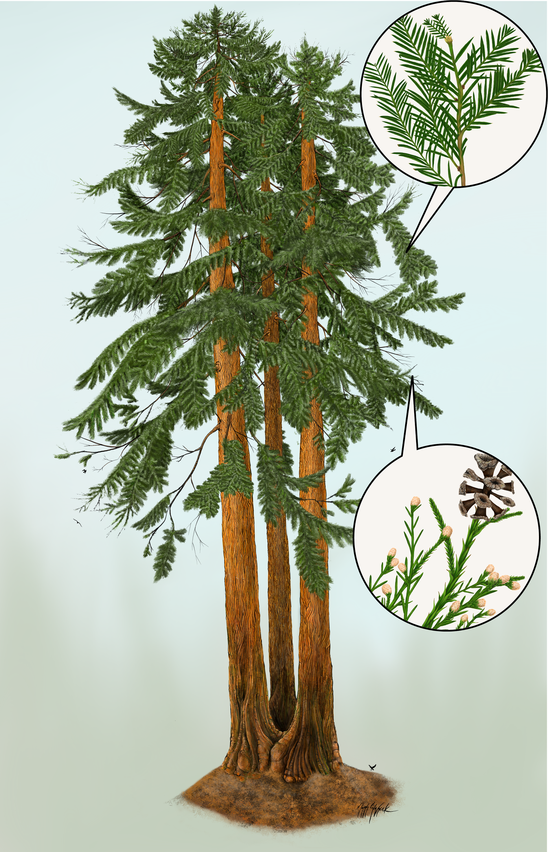 Artist reconstruction of the fossil redwood trio at full size with two blow outs showing what the foliage might have looked like. The top blowout circle shows normal needles. The bottom blowout circle shows the two kinds of cone and short needled foliage.
