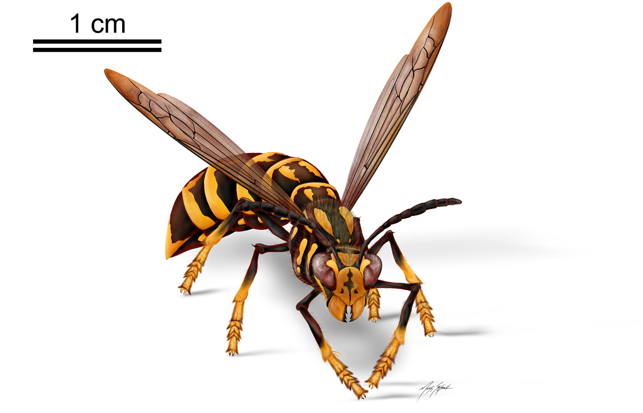 A single yellow and black wasp half facing the viewer on a white background.