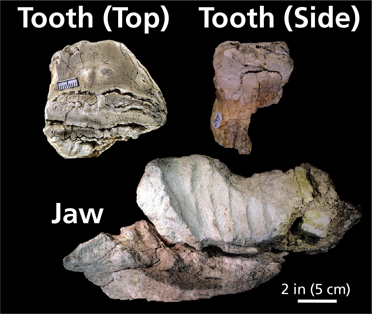 Fossilized fragments of mammoth jaw and tooth found at the monument on black background.