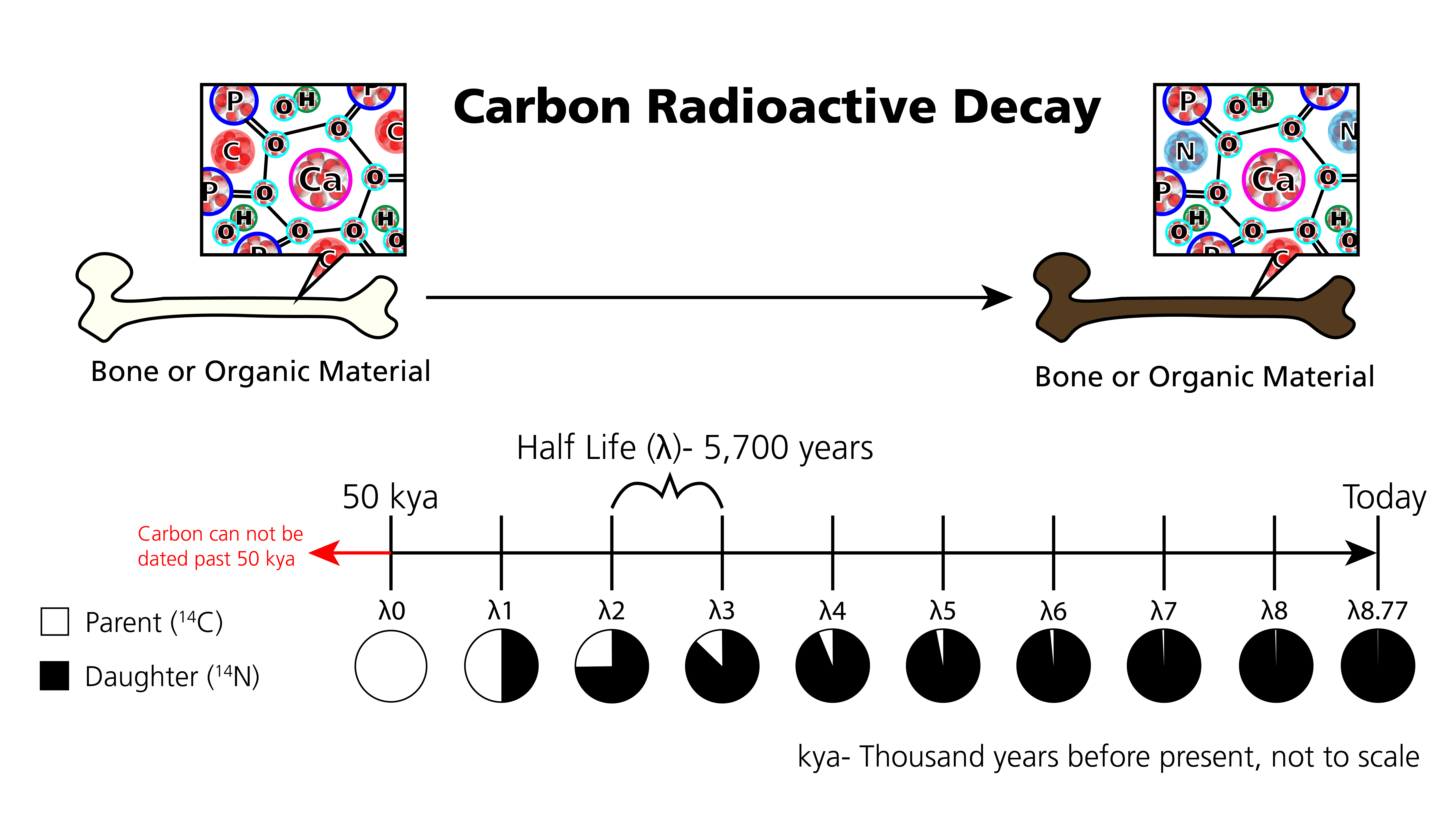 A schematic diagram illustrating the decay of carbon visualized as successive pie diagrams showing each half life step.