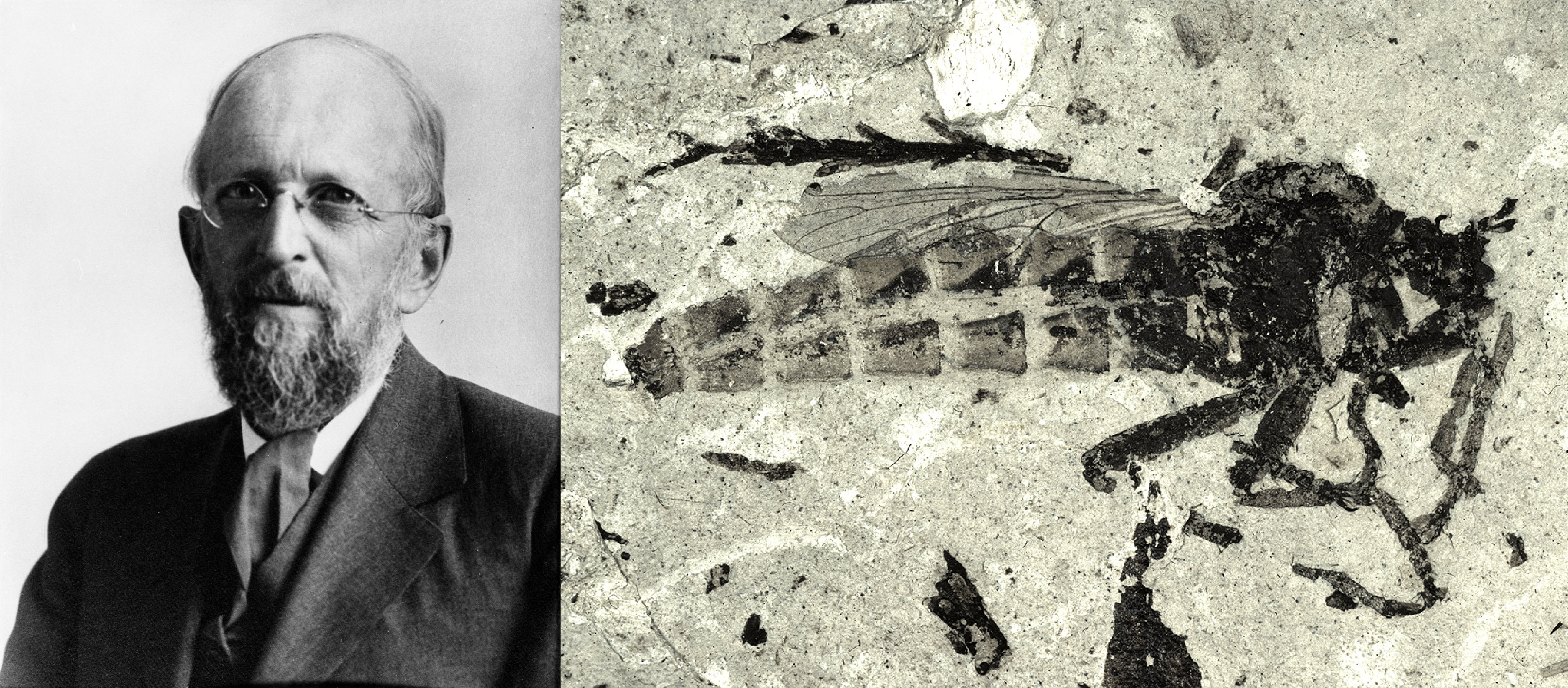 A bearded man in glasses on the left and an insect fossil on the right.