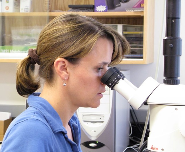 A woman looks through a microscope