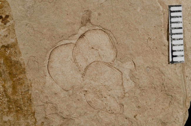 Three overlapping fossil fish scales on brownish shale.