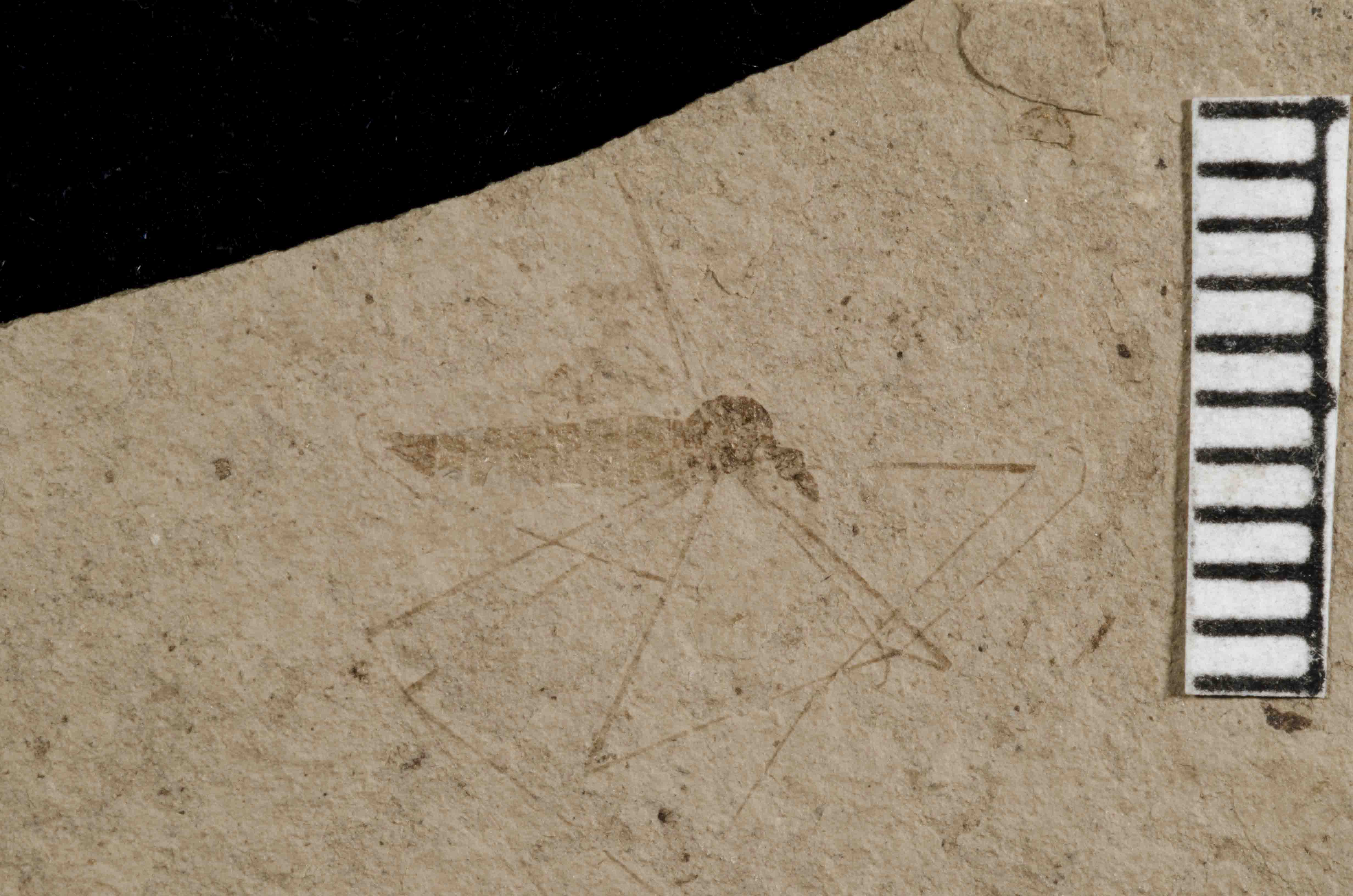 tipula reconstruction Florissant Fossil Beds National Monument (U.S. National Park Service)