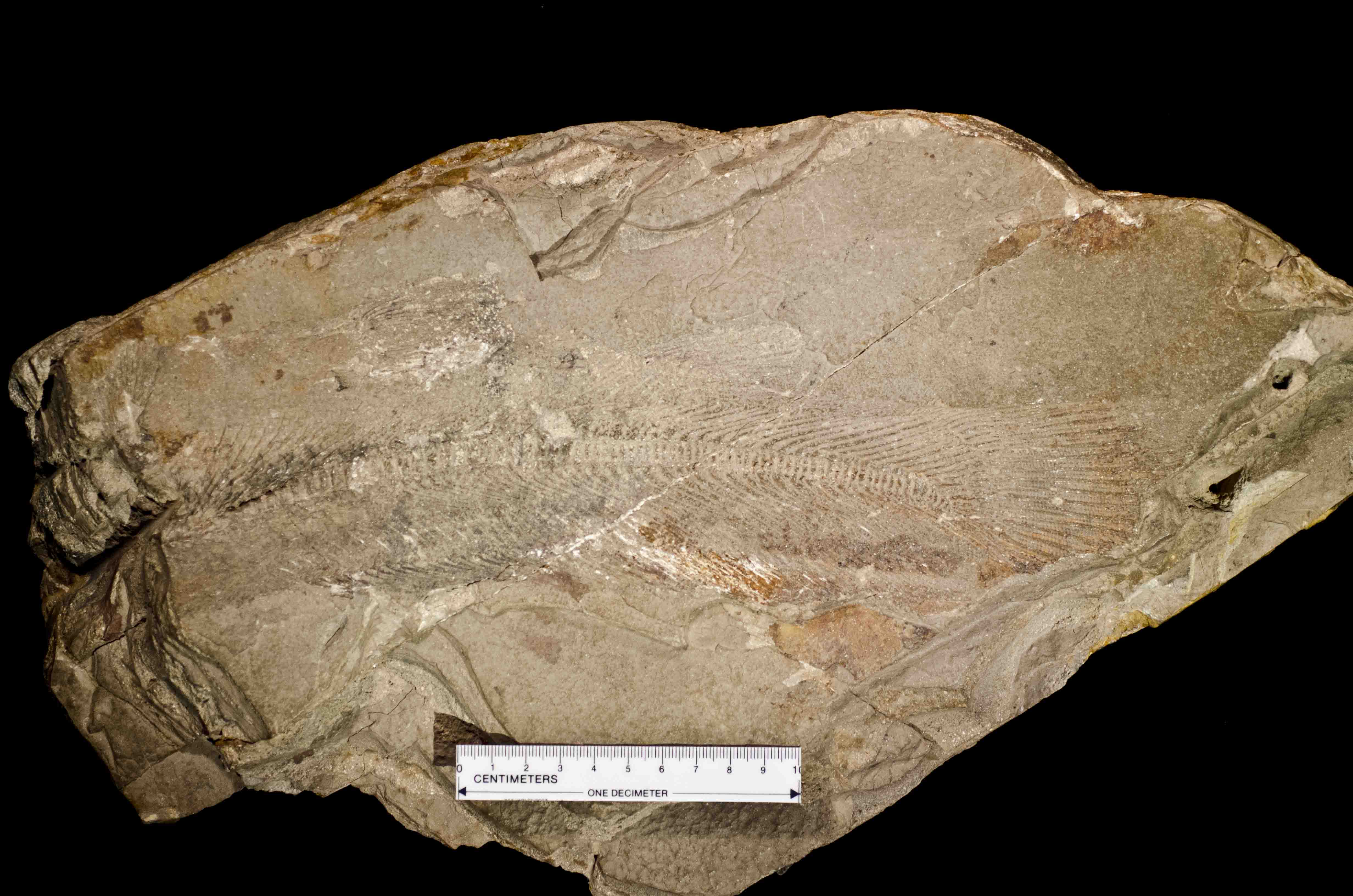 A fossilized fish tail on a piece of brownish shale.