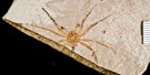 FLFO_spider