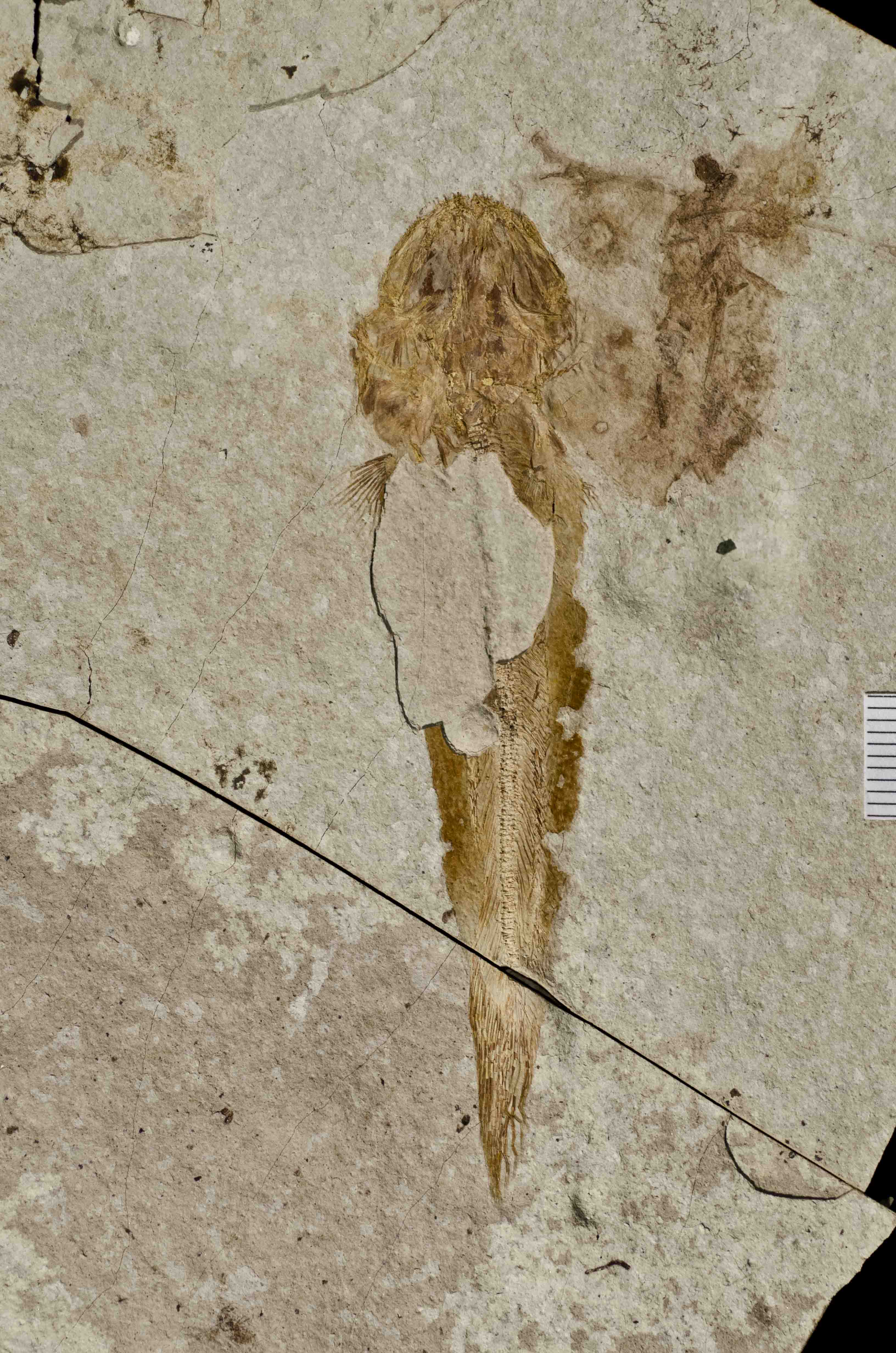 Fossilized fish that preserves a top-down view.