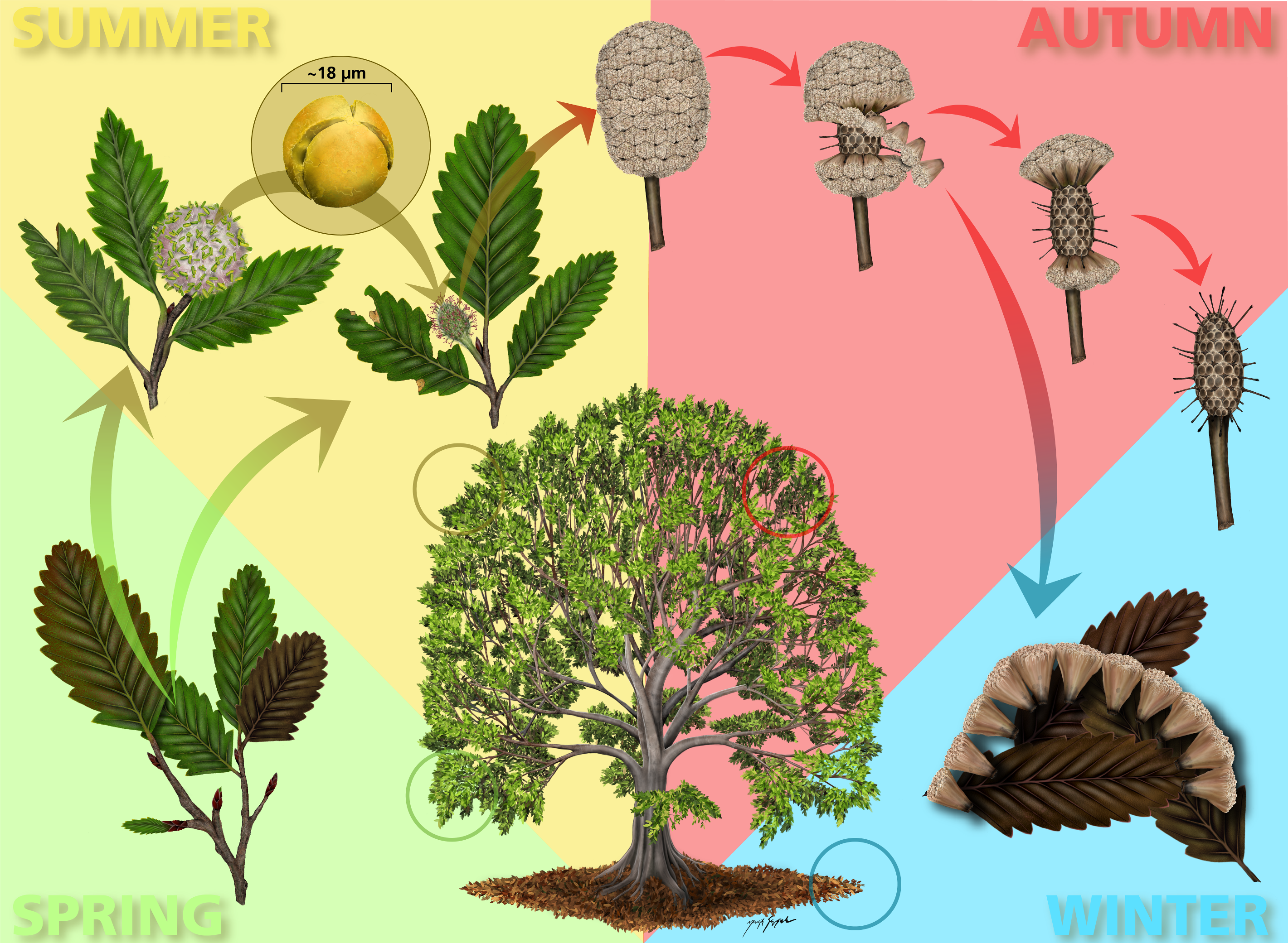 Schematic showing the seasonal cycle of a Fagopsis tree.  Budding green leaves in spring, pollinating flowers in summer, the fall shows mature fruit with triangle shaped wedges, and then dead leaves and triangle wedges with seeds on ground in fall.
