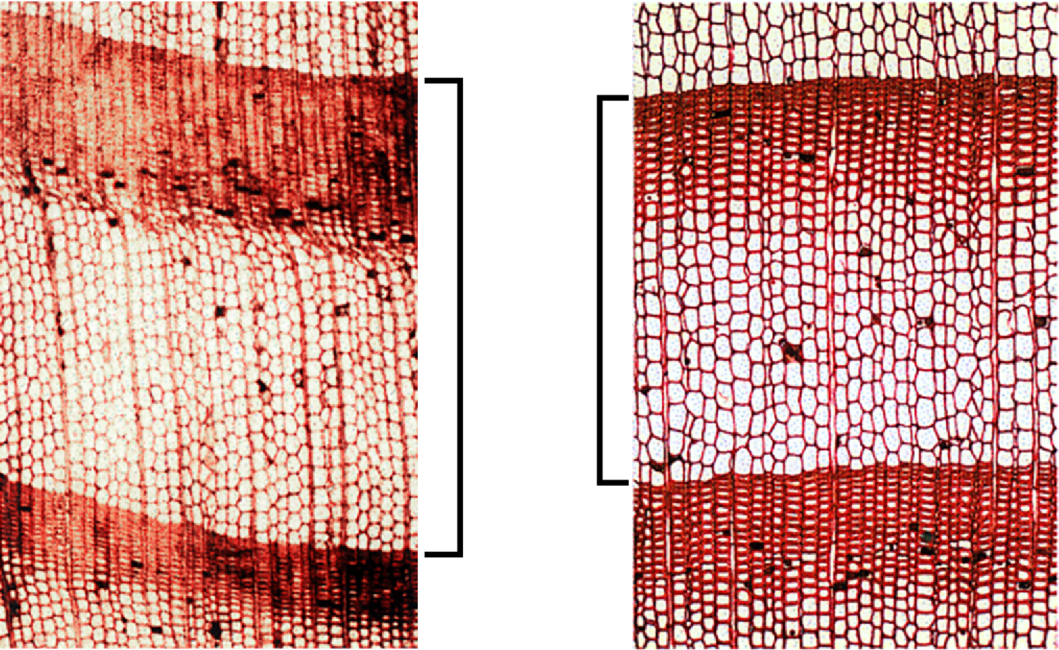 Two microscope slides of wood side by side showing the cells and darker areas that denote a growth ring.