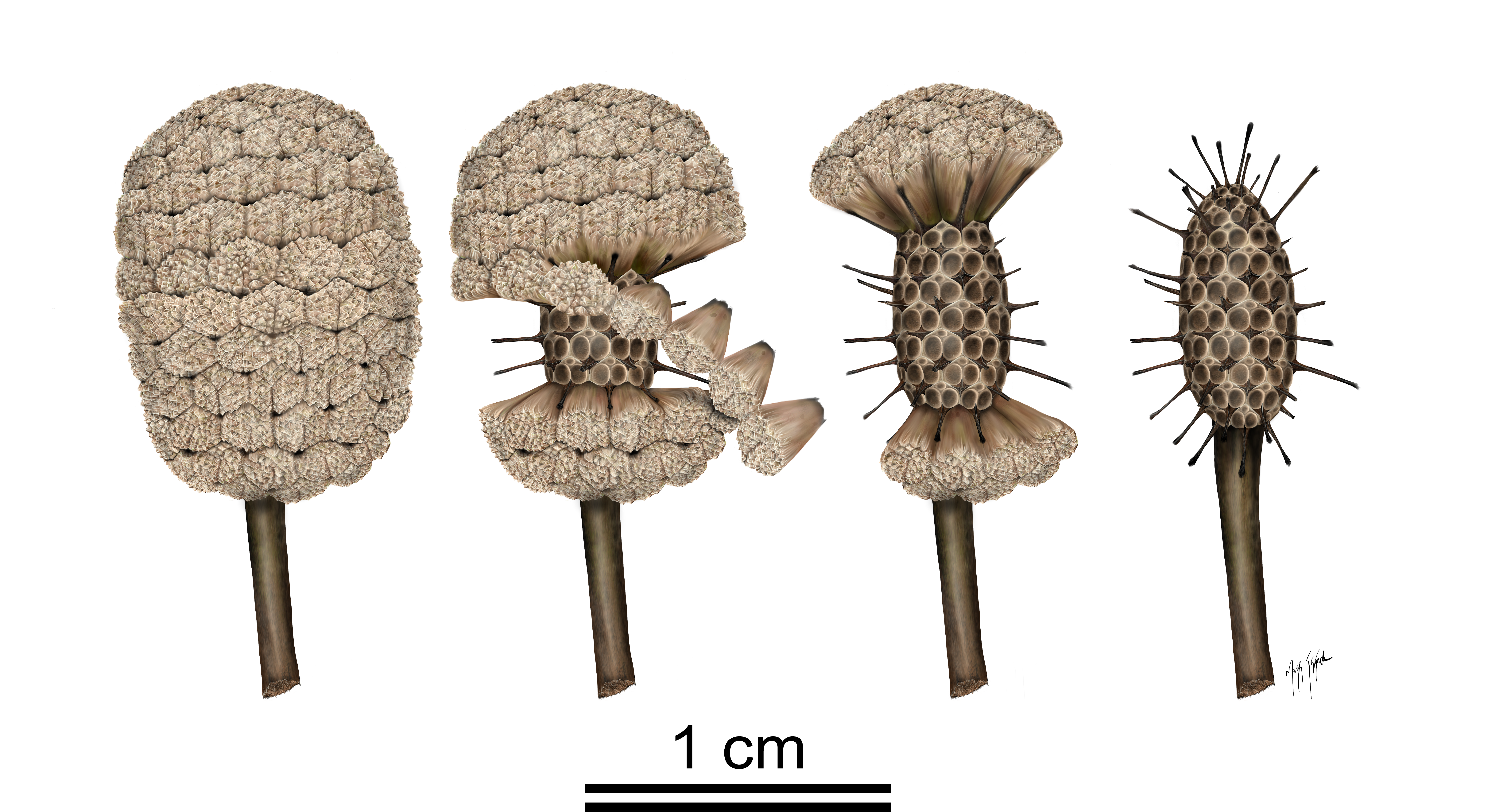 Four images showing progressive loss of wedges on Fagopsis fruit.