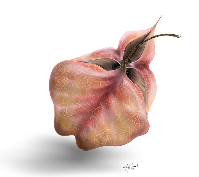 A pinkish-red three-sided fruit with hints of brown, opening to show large round seeds inside.