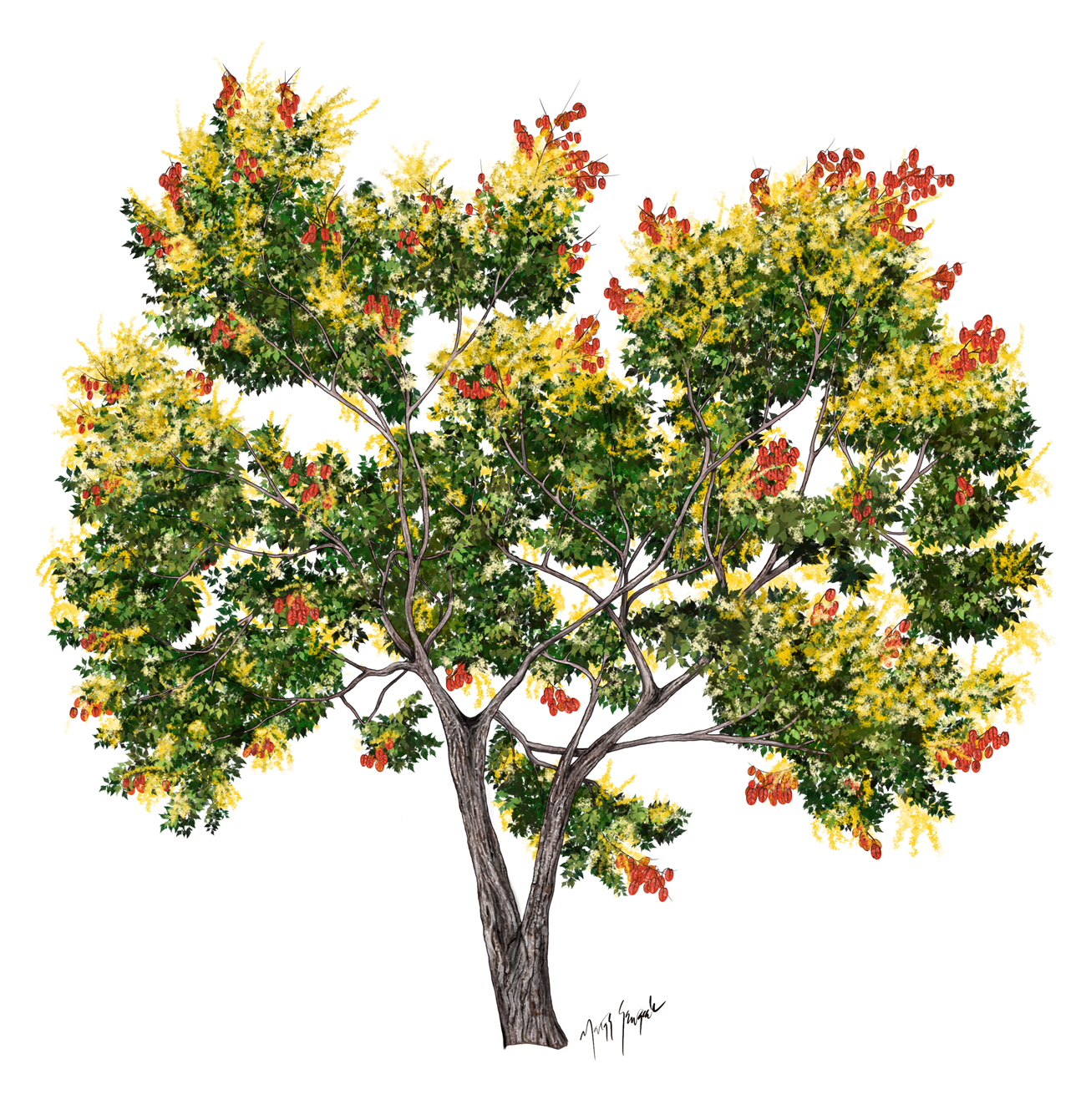 A tree with golden flowers and clusters of red ovular fruits.